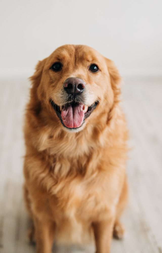 Vote Nellie for Pet Mayor