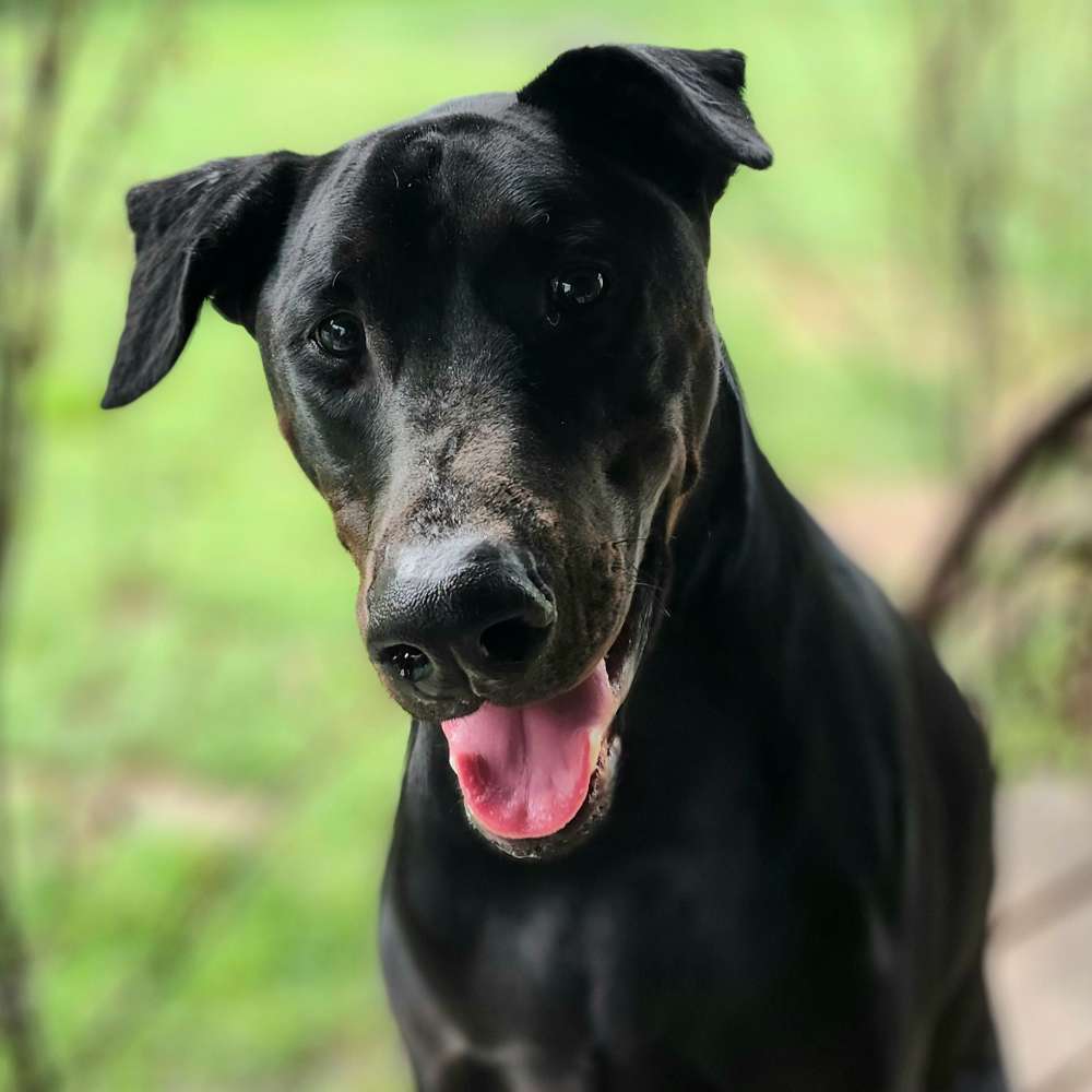 Vote Enzo for Pet Mayor