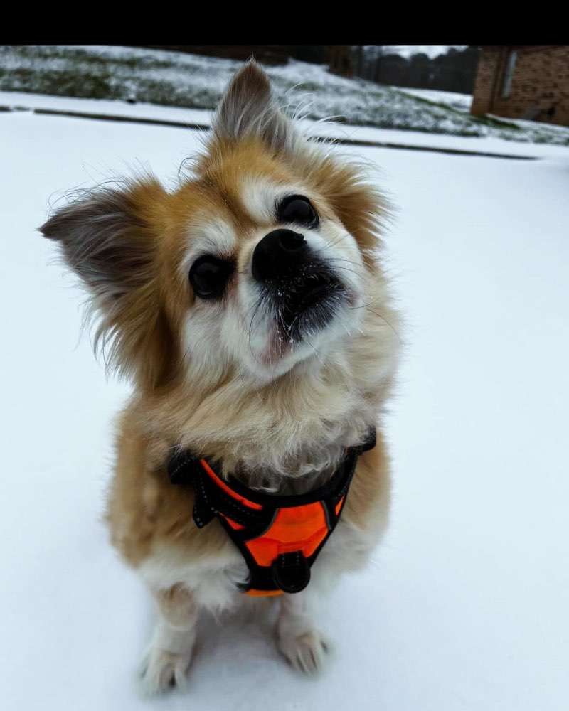 Vote Bentley Jager for Pet Mayor