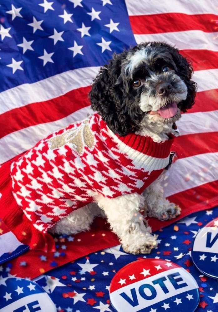 Vote Posey Cheatham for Pet Mayor