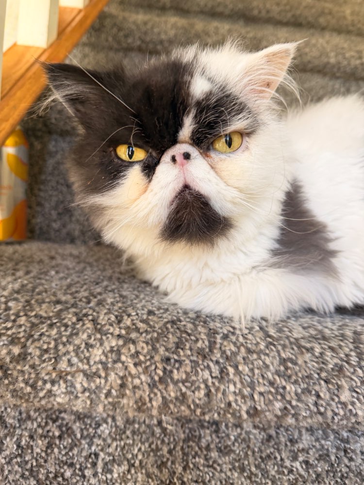 Pet Mayor Registration