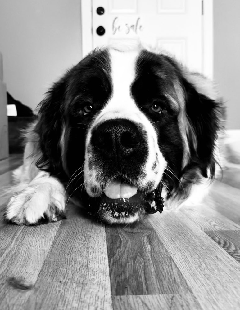Pet Mayor Registration