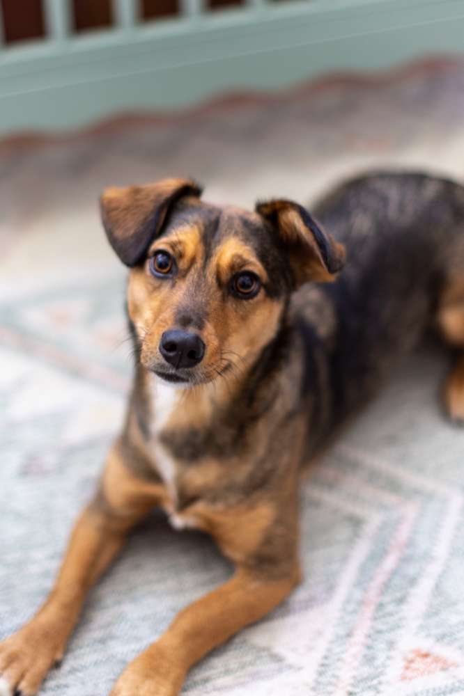 Pet Mayor Registration