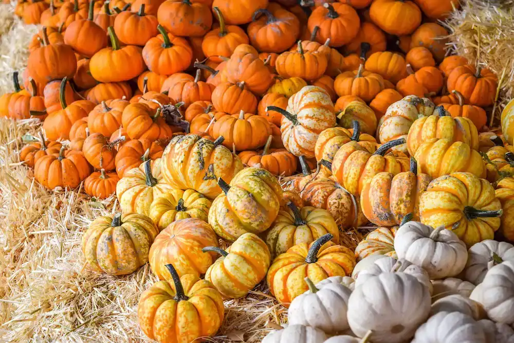 Public/ Individual Pumpkin Entry