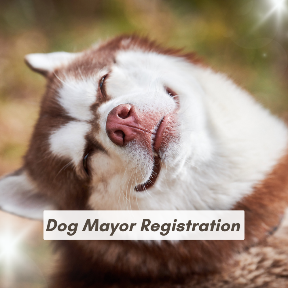 Dog Mayoral Candidate Registration