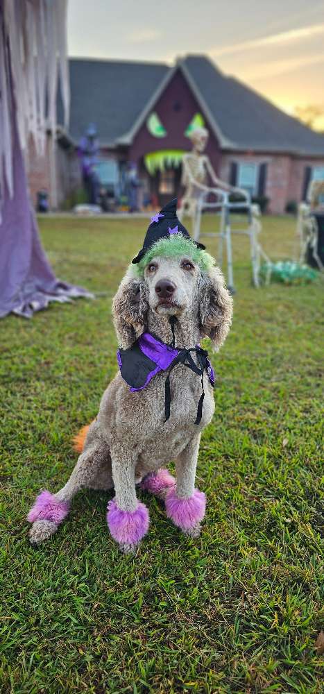 Vote Popper for Dog Mayor