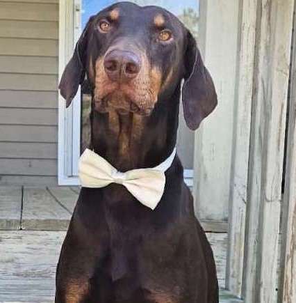 Vote Zeus for Dog Mayor