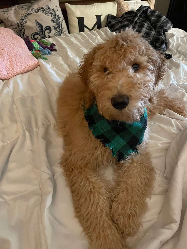 Vote Jack for Dog Mayor
