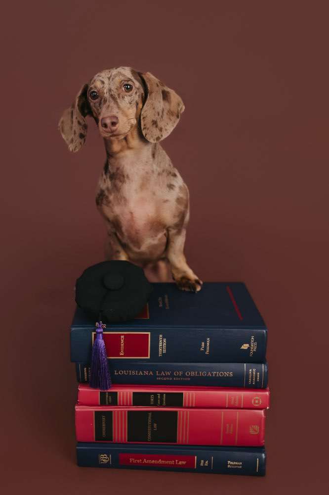 Vote Poppy for Dog Mayor