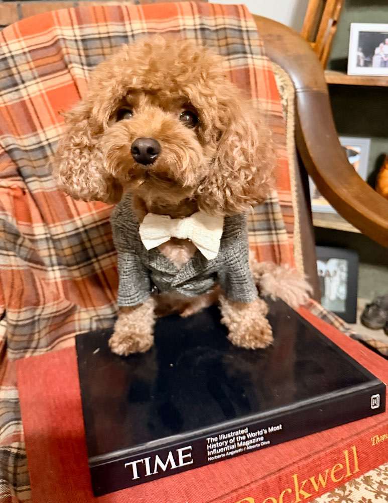 Vote Boogie for Dog Mayor