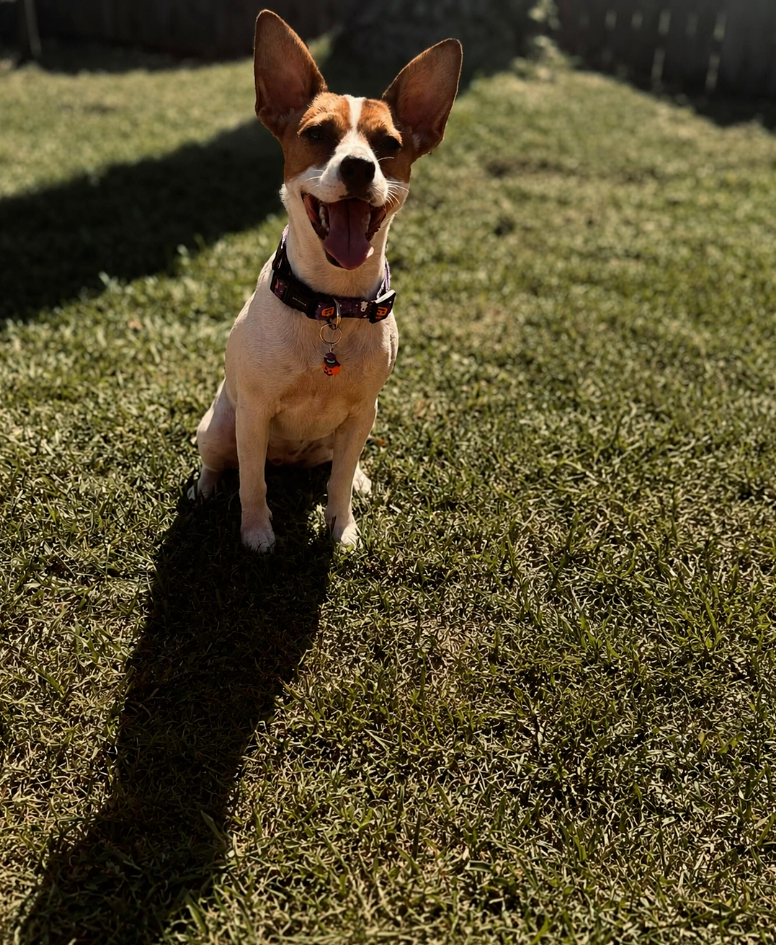 Vote Dolly for Dog Mayor