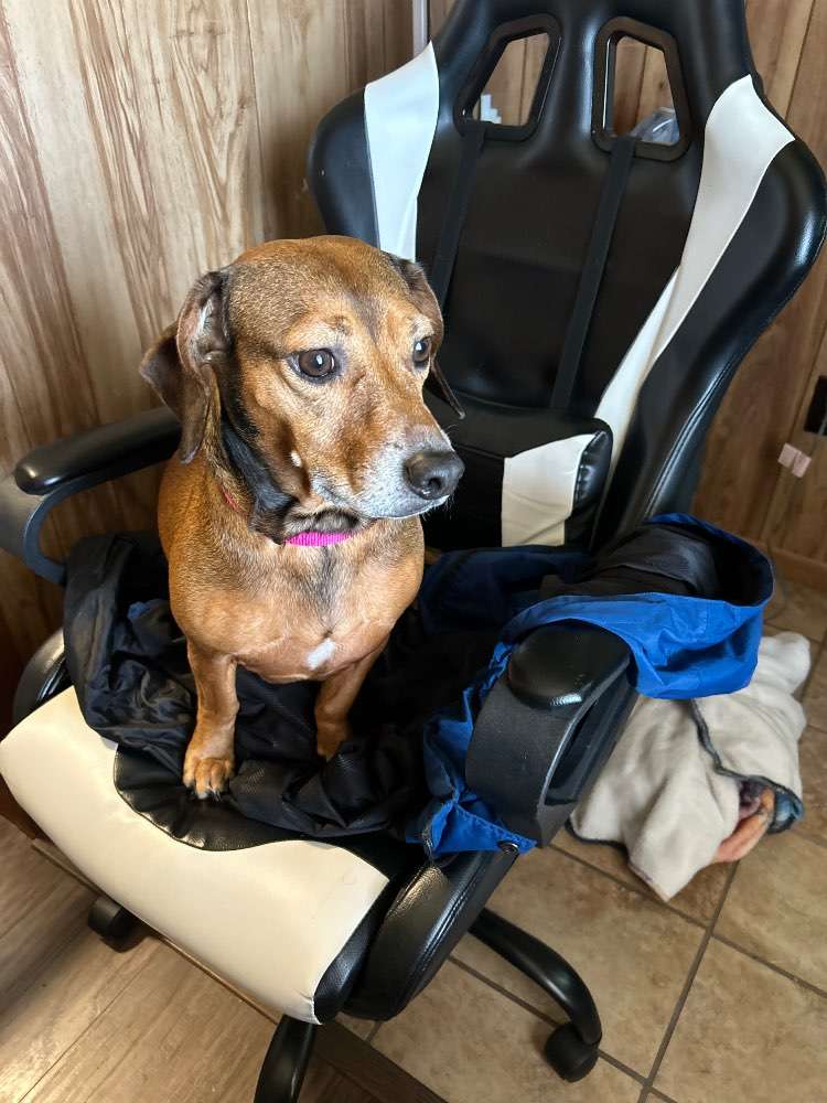 Vote Phoebe for Dog Mayor