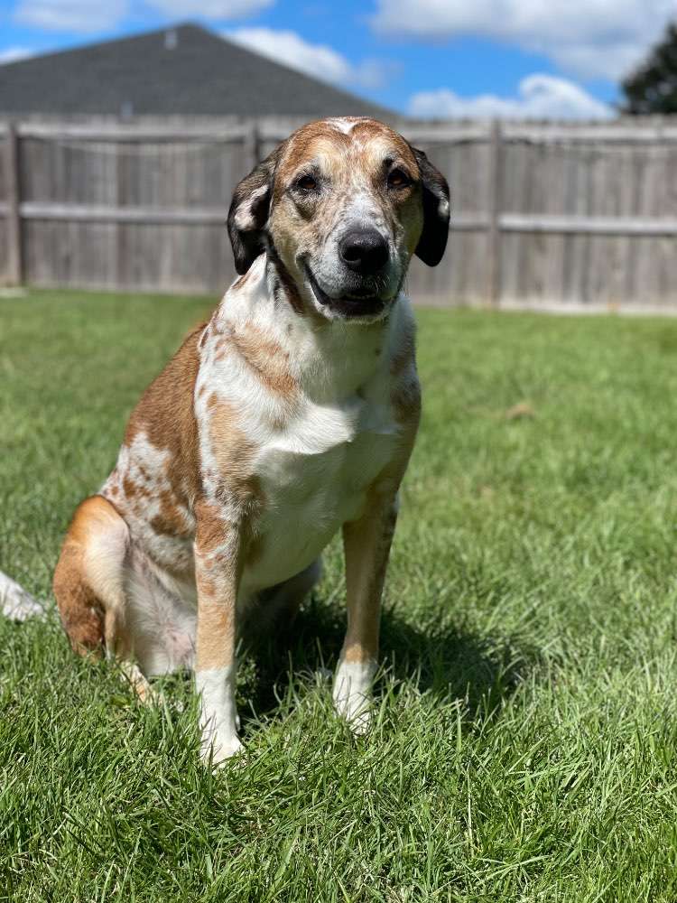 Vote Finley for Dog Mayor