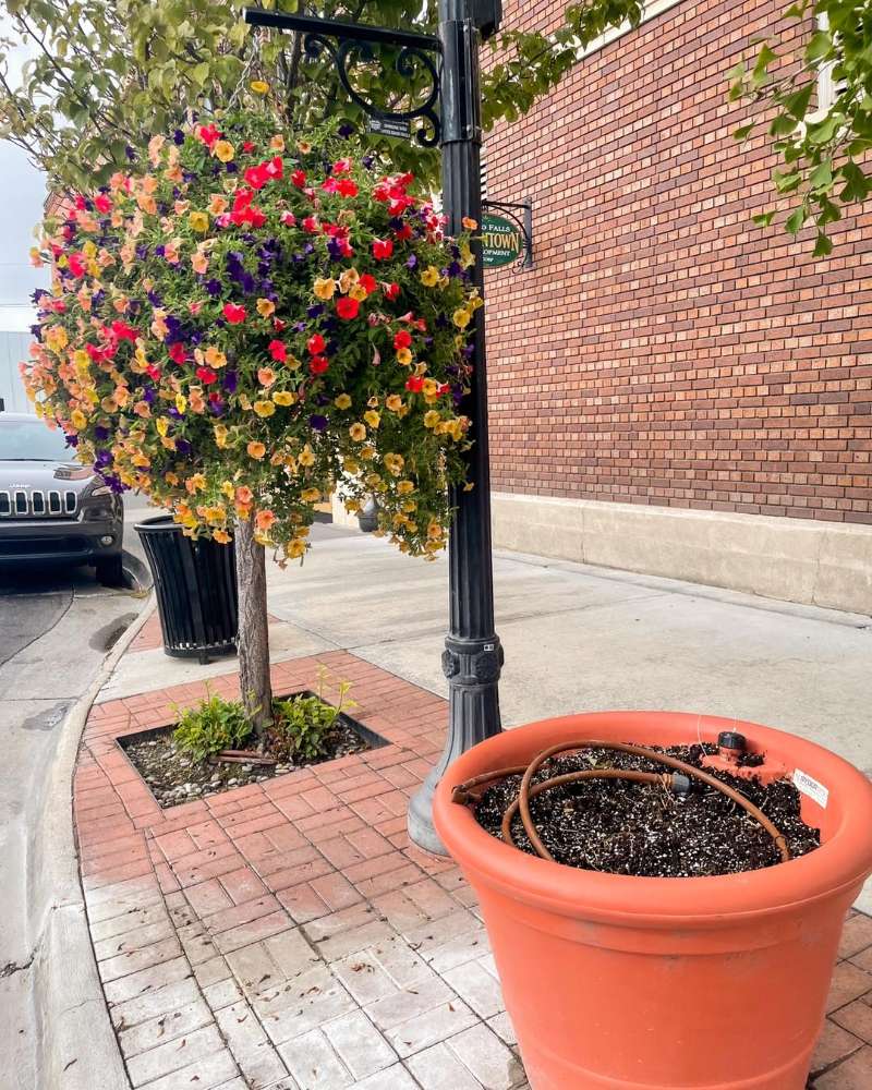 1 Hanging Flower Baskets + 1 Holiday Wreath Bundle
